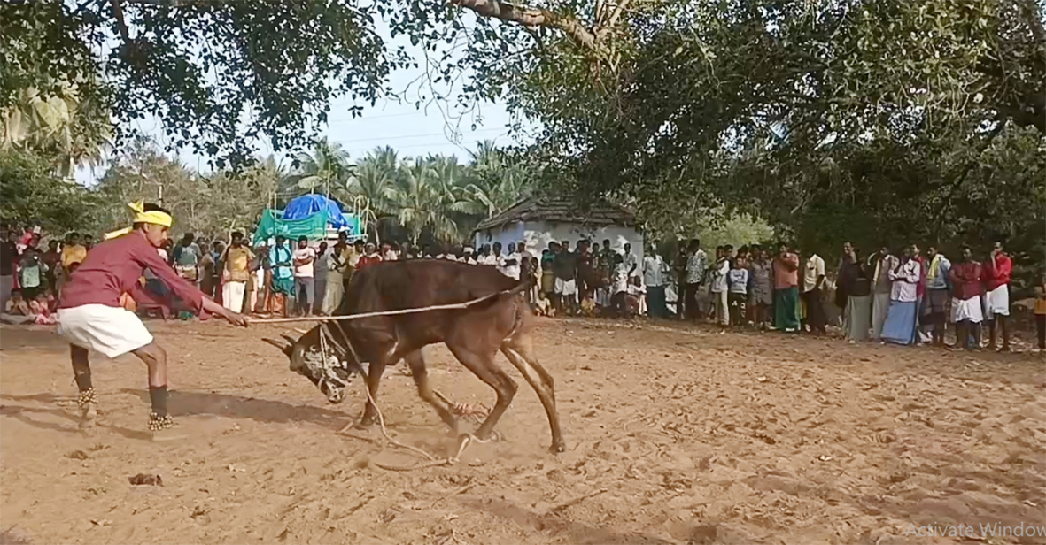 தீக்கதிர் - உடுமலை கிராமங்களில் சலகெருது ஆட்டம் தொடக்கம்